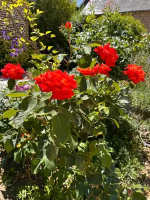 Jardin de l'établissement La Ferme Oasis