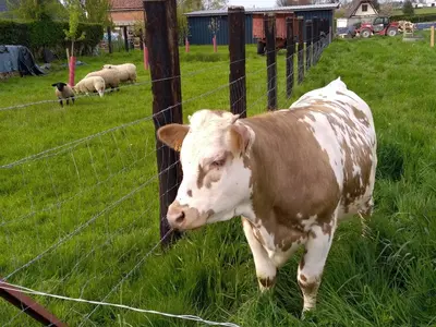Animaux dans le B&B/chambre d'hôtes ou à proximité