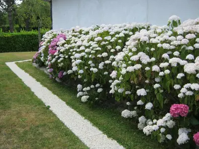 Jardin de l'établissement Gîte des Pins Penchés
