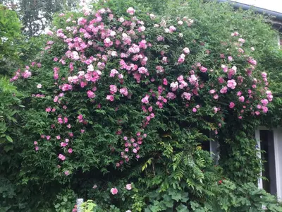 Jardin de l'établissement Clos de Royaucourt