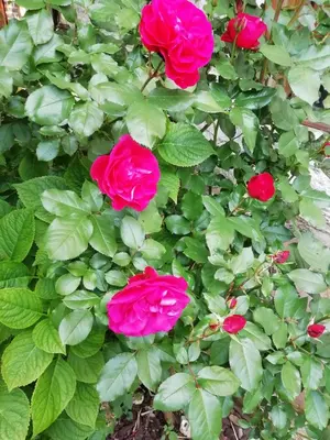 Jardin de l'établissement Appartement au bord de l'Eure