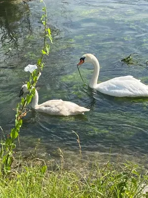 Animaux dans la maison de vacances ou à proximité