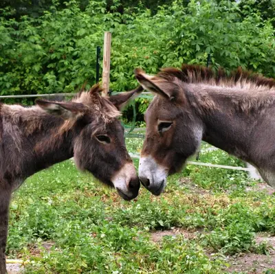 Animaux dans le B&B/chambre d'hôtes ou à proximité
