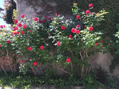 Jardin de l'établissement Maison individuelle dans ancienne ecurie