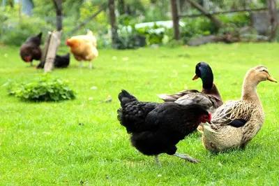 Animaux dans la maison de vacances ou à proximité