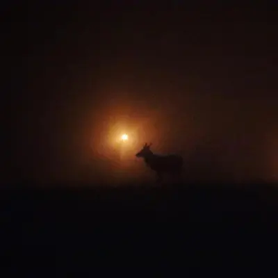 Animaux dans le B&B/chambre d'hôtes ou à proximité