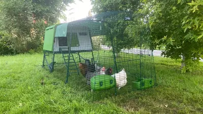 Animaux dans la maison de vacances ou à proximité