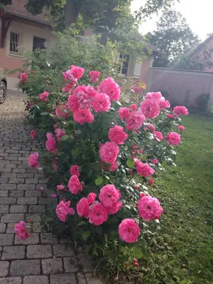 Jardin de l'établissement Rose Garden Mezzanine