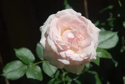 Plan de l'établissement Rose Garden Mezzanine