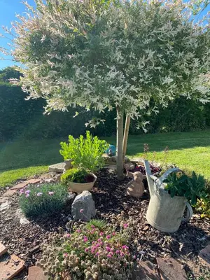 Jardin de l'établissement La clé des champs