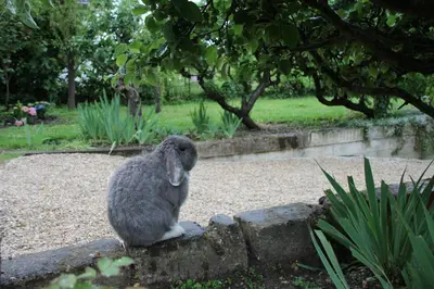 Animaux dans le B&B/chambre d'hôtes ou à proximité