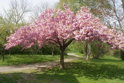 Jardin de l'établissement La closerie aux écureuils