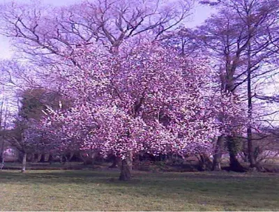 Jardin de l'établissement Le Moulin Fleuri du Petit Appeville