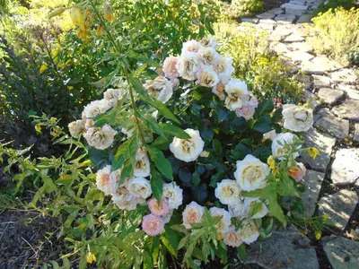 Jardin de l'établissement LE GITE DU COLOMBIER