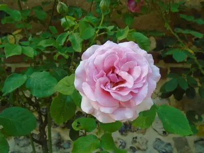 Jardin de l'établissement LE GITE DU COLOMBIER