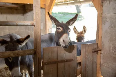 Animaux dans the country house ou à proximité
