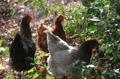 Animaux dans la maison d'hôtes ou à proximité