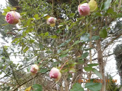 Jardin de l'établissement Le Gite de Lili