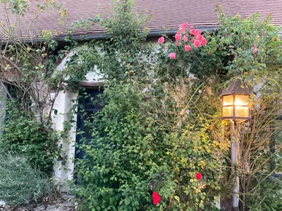 Jardin de l'établissement Villa Nymphea