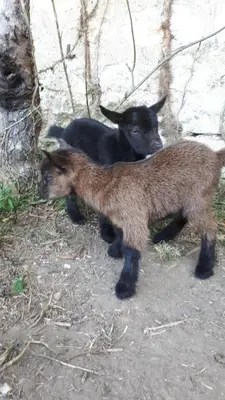 Animal ou animaux domestique(s) séjournant avec des clients dans l'établissement Le Jardin des Merveilles