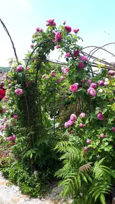 Jardin de l'établissement Le Jardin des Merveilles