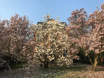 Jardin de l'établissement L'Atelier des Magnolias