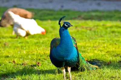Animaux dans le B&B/chambre d'hôtes ou à proximité