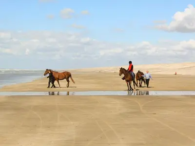 Animaux dans la maison de vacances ou à proximité