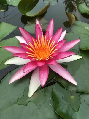 Jardin de l'établissement La petite duchesse Vernon Giverny