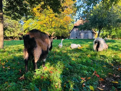 Animaux dans la villa ou à proximité
