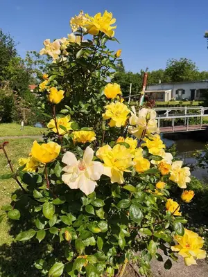 Jardin de l'établissement Le Cottage des Hortillonnages