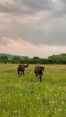 Animaux dans la maison de vacances ou à proximité