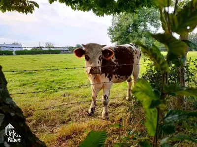 Animaux dans la maison de vacances ou à proximité