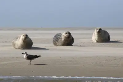 Animaux dans la maison de vacances ou à proximité